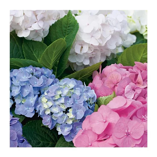 Maison & extérieur:Hortensia Macrophylla - pot 5 L