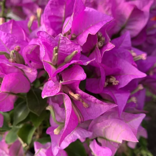 Tout au jardin:Bougainvillée (Bougainvillea) Sanderiana pyramide. Le pot de 3 litres