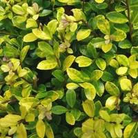 Pour tous vos besoins extérieurs:Ilex Crenata - Le pot de 1 litre