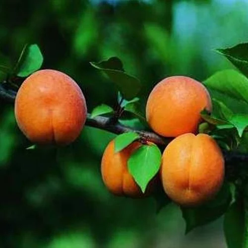 Jardin pour tous:Abricotier De Nancy. Le pot de 10 litres forme gobelet