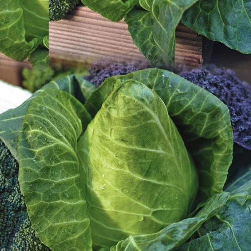 Tout au jardin:Chou Cabus Pointu Caraflex Bio. La barquette de 3 plants
