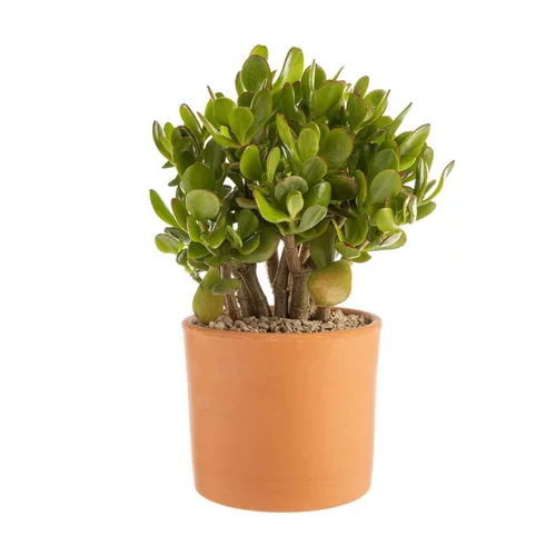Pour vos projets extérieurs:Crassula argentea en pot terre cuite H 10 x Ø 20 cm
