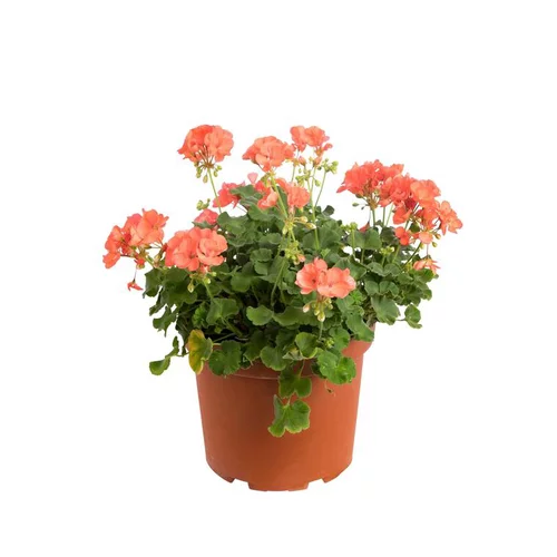 Extérieur moderne：Géranium zonale multicolore. Le pot de 5 litres