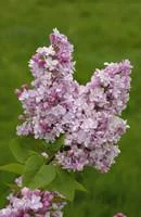 Pour mieux aménager vos extérieurs:Lilas varié (Syringa Vulgaris). Le pot de 5 litres