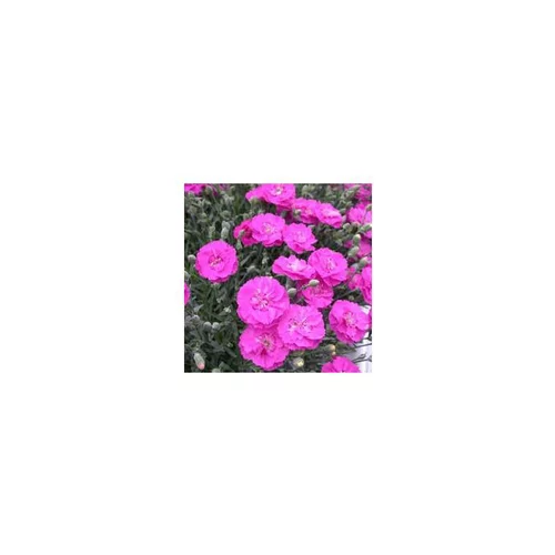 Jardin et confort：Œillet Telstar - La coupe de 25 cm
