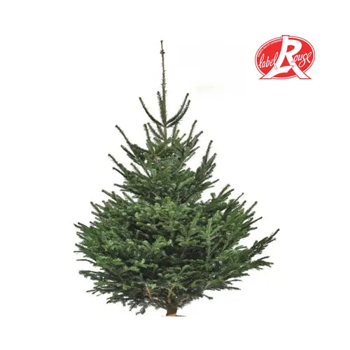 Simple dehors:Sapin de Noël naturel coupé Label Rouge Nordmann