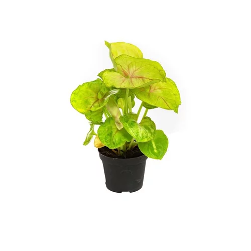 Jardin à adopter:Syngonium