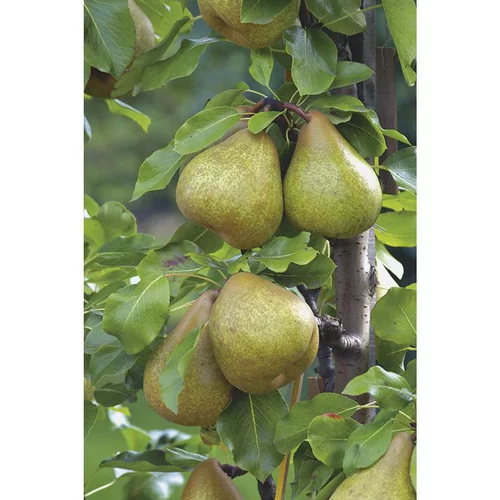 Pour vos projets extérieurs:Poirier Delbard Gourmande ® Delsavor Bio. Le pot de 12 litres forme gobelet