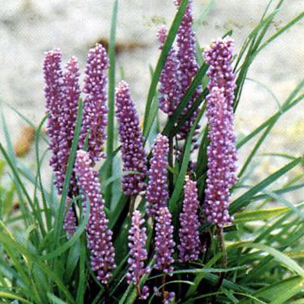 6 x Liriope muscari – godet 9cm x 9cm