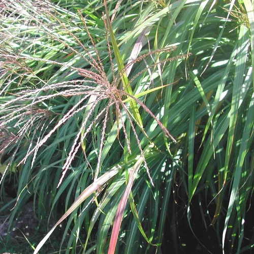 Votre allié au jardin:Miscanthus ou eulalie - Le pot de 4,5 litres.