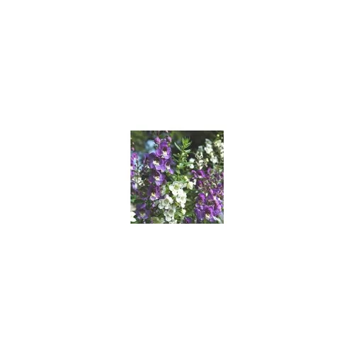 Jardin complet:Angélonia - Le pot de 1 litre