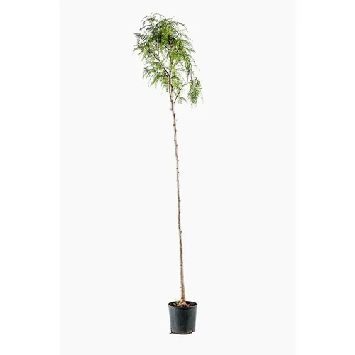 Solution au jardin：Schinus Molle (Faux poivrier odorant) 10/12 tige en pot de 30 L vert
