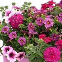 Pour tous vos projets jardin:Mélange confetti - La suspension diam 27 cm