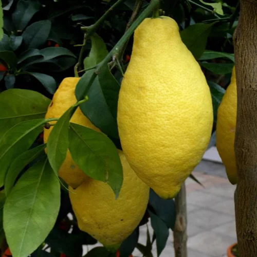 Plaisir au jardin:Citronnier 4 Saisons. Le pot de 35 litres