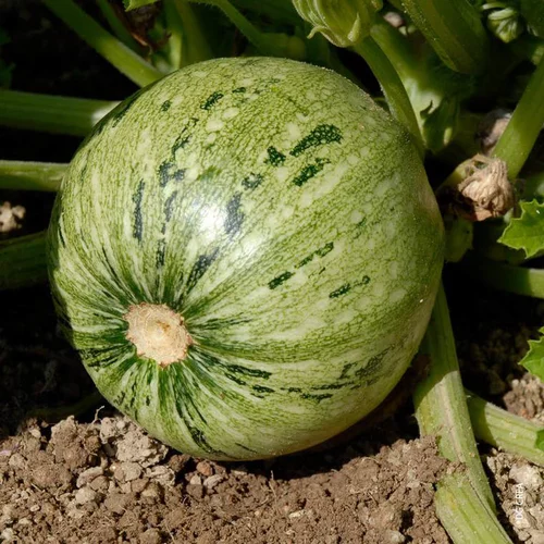 Extérieur plaisir：Courgette Ronde De Nice. La barquette de 4 plants