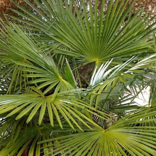 Le jardin au quotidien：Trachycarpus Fortunei (palmier chanvre) 2 vert