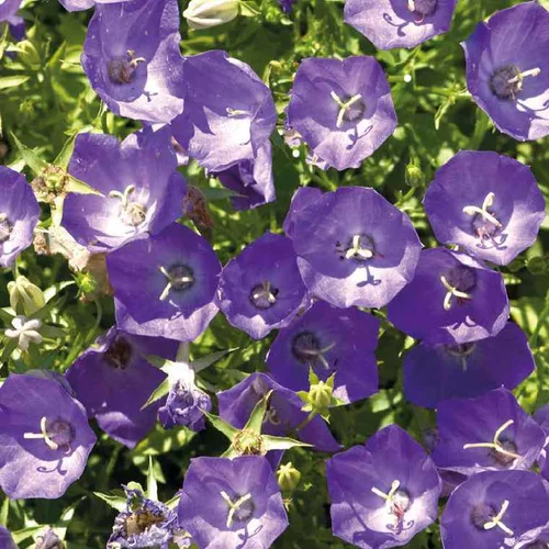 Le pratique au jardin:Campanule des Carpates bleue - Le pot de 9 x 9 cm