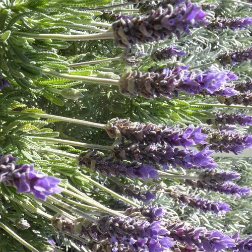 Malin jardin:Lavande dentée. Le pot de 15 litres