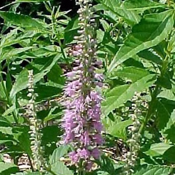 2 x Menthe en arbre – Elsholtzia stauntonii, 30, 40 cm pot