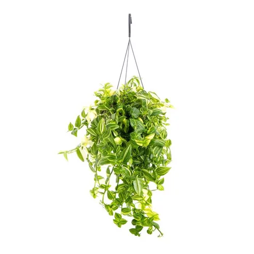 Pour tous les jardins：Tradescantia Yellow Hill suspension Ø17/18xH40 cm