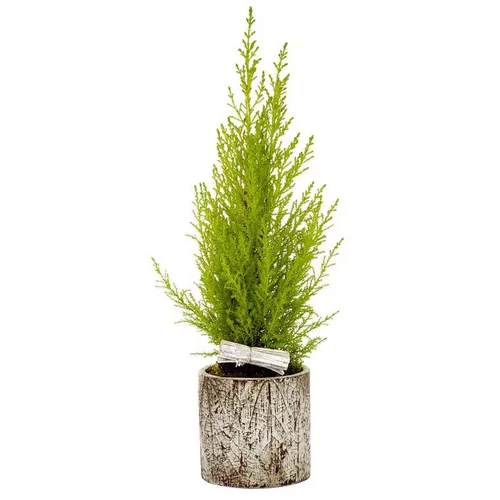 Sélection pour votre jardin：Cupressus Gold Crest en pot béton motif feuille - Le pot