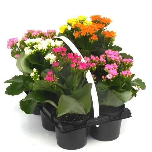 Pour mieux organiser votre jardin:Kalanchoé - Le pack de 6 plants