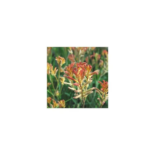 Pour vos besoins extérieurs：Anigozanthos - Le pot de 1 litre