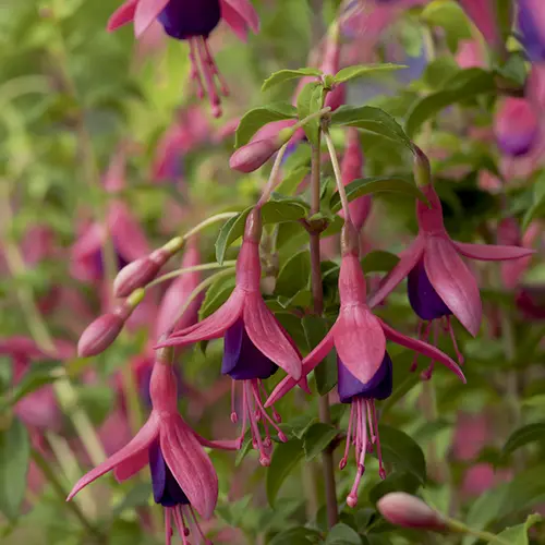 Jardin solution：Fuchsia Tom Thumb botanic® rose. Le pot de 3 L