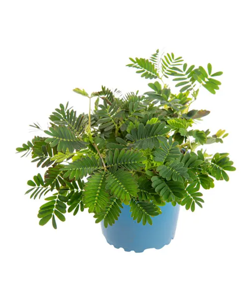 Sélection pratique:Mimosa pudica (sensitive) vert. Le pot Ø 10 cm