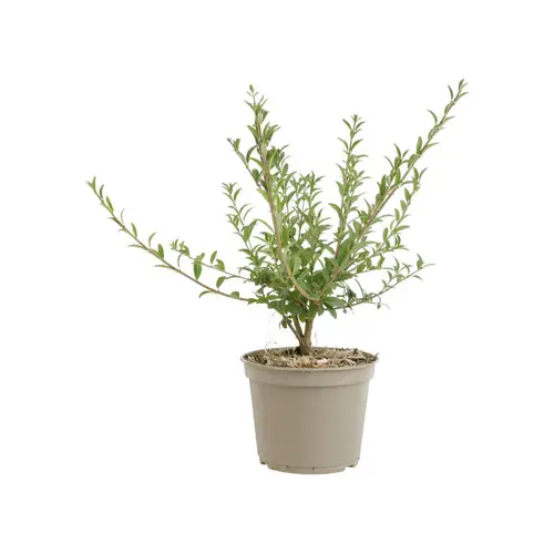 Pour valoriser votre jardin:Ligustrum vulgare – 3 L