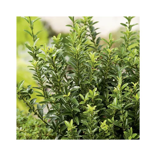 Jardin & déco：Euonymus japonicus microphyllius vert en pot de 3 L