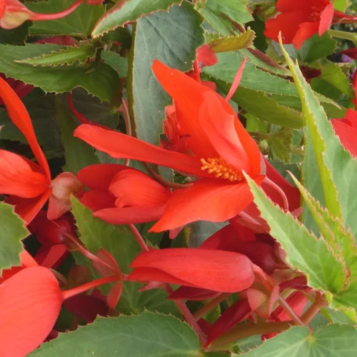 Style nature：Begonia Boliviensis. Le pot de 10,5 cm