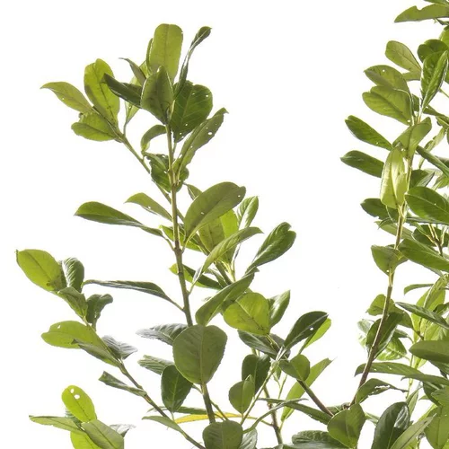 Pour un jardin plus pratique:Prunus Laurocerasus Rotundifolia (laurier cerise) en pot de 3 L vert