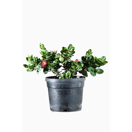 Une touche extérieure:Carissa Macrocarpa ou Prunier du Natal. Le pot de 3 litres