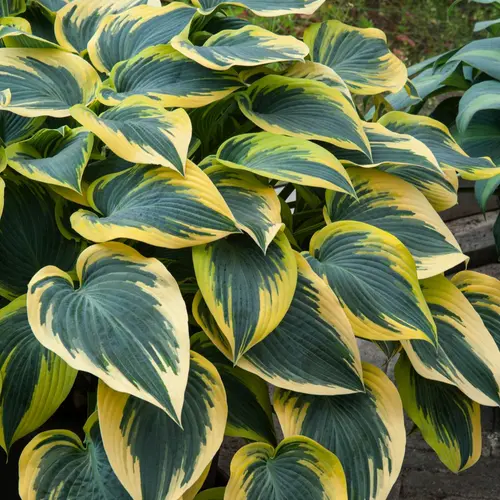 Un plus pour votre jardin：Hosta First Frost vert botanic®. Le pot de 2 litres