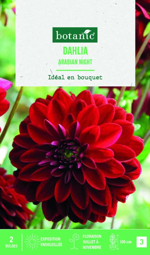 Équipement extérieur：Bulbes de fleurs Dahlia décoratif Arabian night botanic® - 2 bulbes