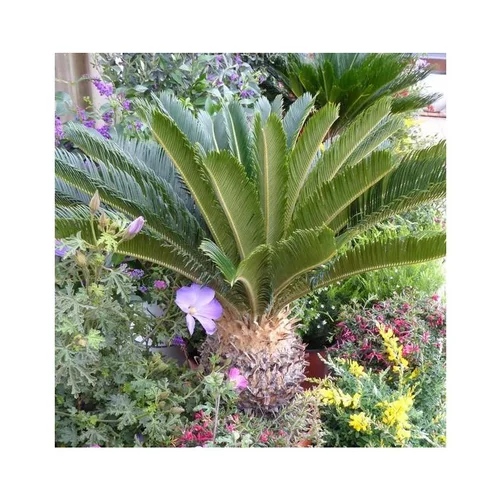 Simple dehors:Cycas Revoluta vert. Ø 20 cm, 60/95 cm