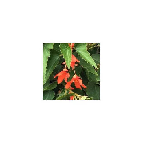 Jardin et plaisir:Bégonia boliviensis - La suspension diam 27 cm