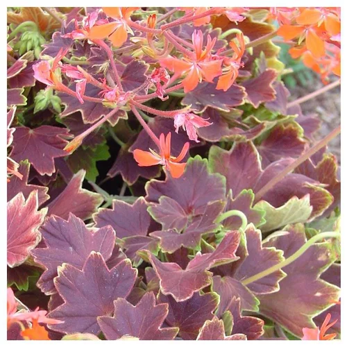 Le petit plus du jardin:Géranium de collection - Le pot de 2,5 litres