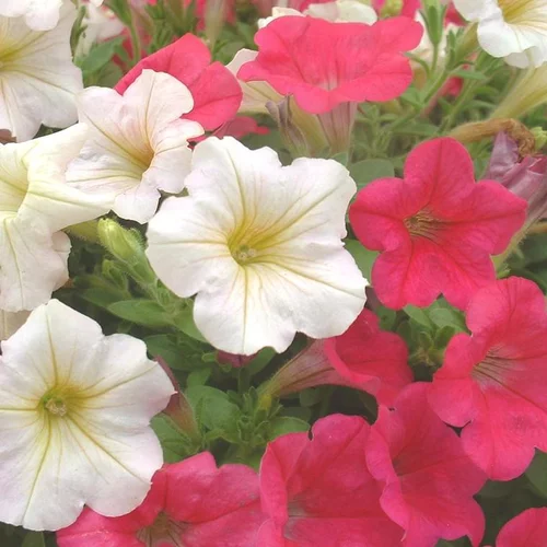Extérieur malin：Pétunia - La barquette de 6 plants