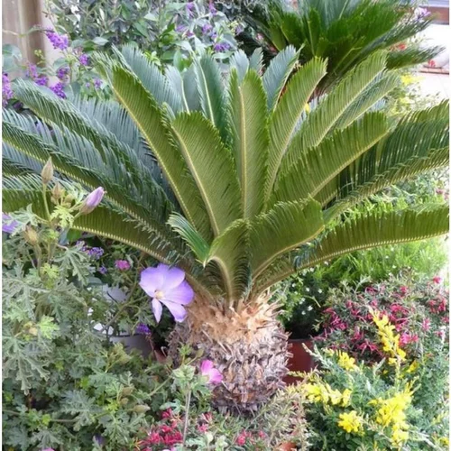À découvrir au jardin：Cycas Revoluta ou faux palmier vert 40/45 cm en pot de 5 L
