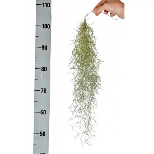 Utile pour l’extérieur:Tillandsia usneoidus vert 50 cm