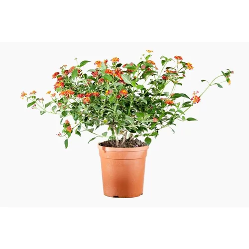 Jardin qualité:Lantana Camara (Lantanier) en pot de 5 L orange