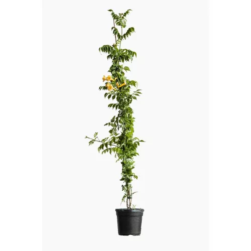 Déco jardin:CAMPSIS RADICANS FLAVA. Le pot de 7 litres