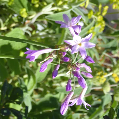 Jardin tout terrain:Tulbaghia violacé - Le pot de 2 litres
