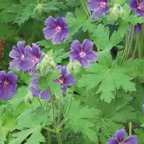Équipement extérieur：Geranium Magnificum Bleu - Le pot de 9 x 9 cm