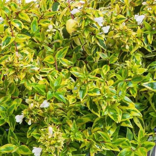 Pour votre quotidien:Abelia Gamme Collection. Le pot de 4 litres