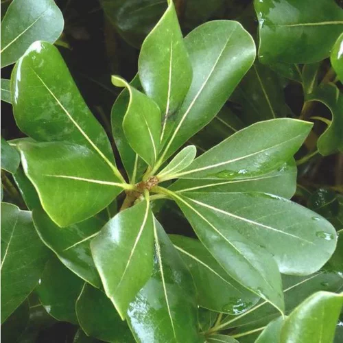 Pour enrichir votre univers jardin:Pittosporum Tobira. Le pot de 7,5 litres