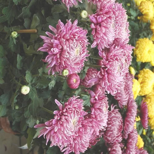Solution maison：Chrysanthème qualité Extra à fleurs doubles multicolores - Le pot Ø 19 cm