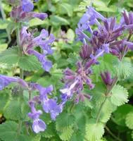 Choix pour le jardin：Nepeta Faassenii Bleu - Le pot de 5 litres